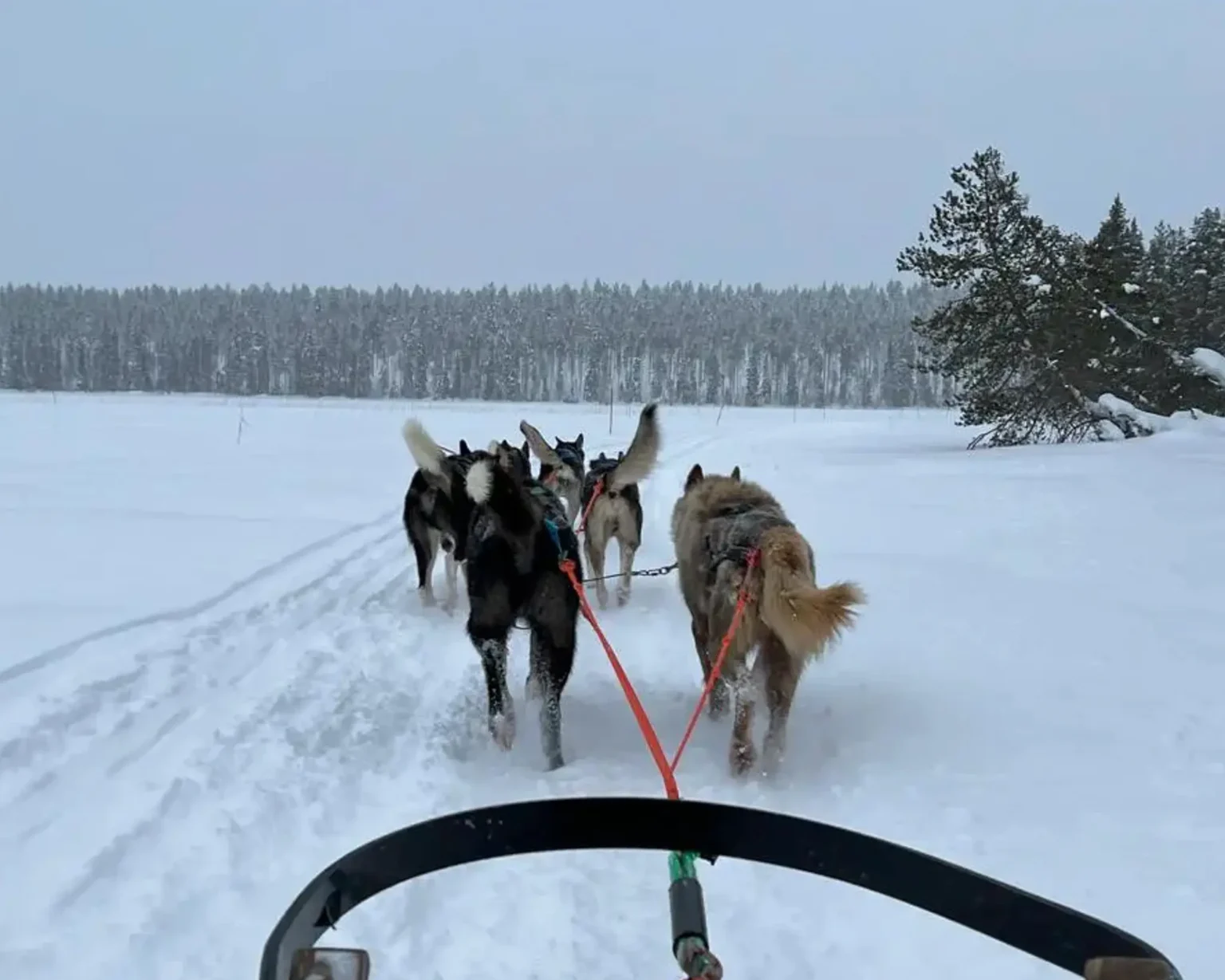 Finnland-Kuusamo-Husky©vianova (19)