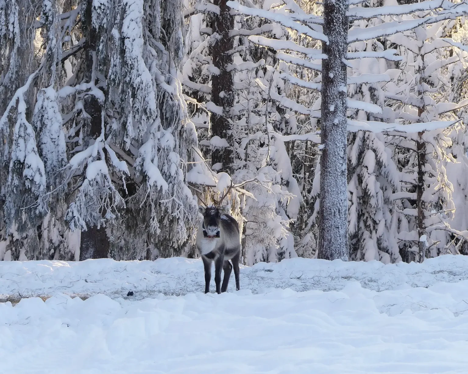 Finnland-Kuusamo-Rentier©vianova (1)