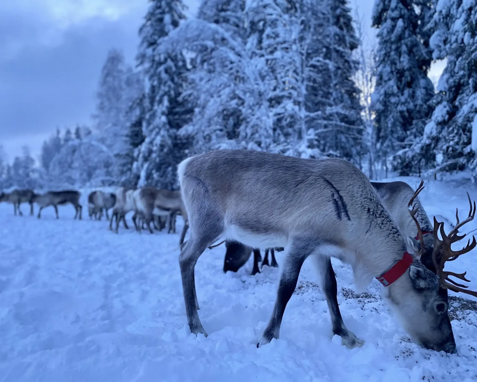 Finnland-Kuusamo-Rentier©vianova (1)(1)