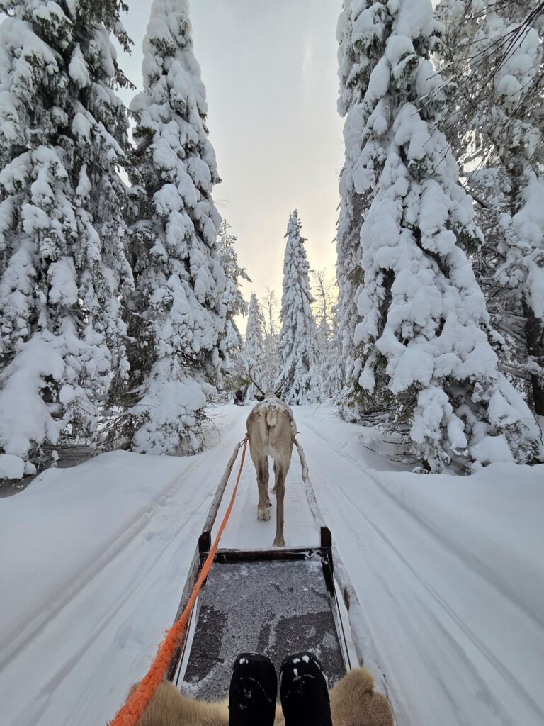 Gruppenreise Lappland 2026 -